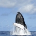 whale_humpback_h_00386_dom2433.jpg